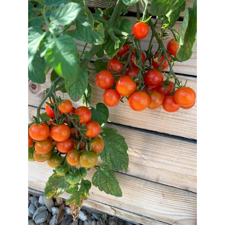 [Bán sỉ] - Hạt giống cà chua cherry bi chùm đỏ (cà chua chuỗi ngọc)