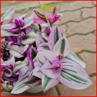 Cây thài lài hồng treo lá màu trắng hồng và tím sen với sọc bạc trên bề mặt, màu tím đậm ở mặt dưới