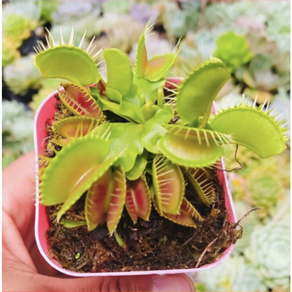 Cây bẫy kẹp , cây Venus Flytrap