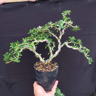 Linh sam 86 bonsai siêu đẹp