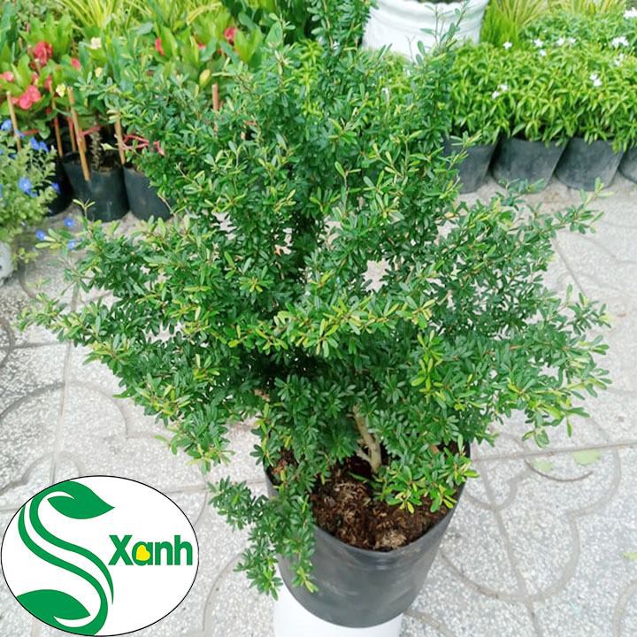 Cây Linh Sam Lớn