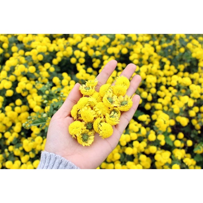 Trà Cúc Chi [ Chrysanthemu Tea] - Trà Thảo Mộc Là Nhiên. Giúp Giảm Căng Thẳng Cải Thiện Giấc Ngủ.