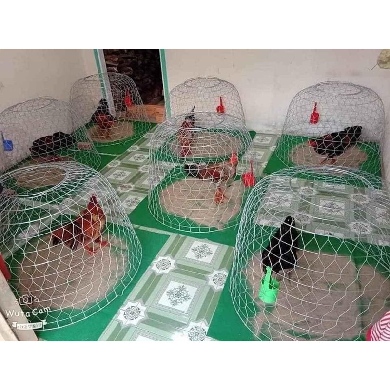 Thảm Lót Cho Gà Đá