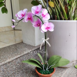 Set nguyên liệu làm hoa lan
