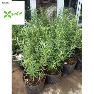 Hạt giống Hương thảo (50 hạt)