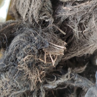 100g Rễ lục bình chiết cành cây chiết cành hồng