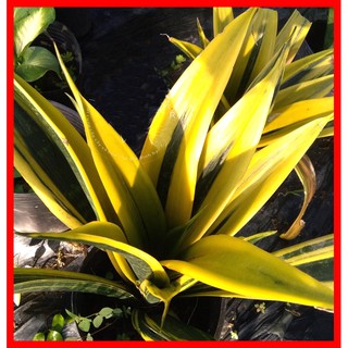 Lưỡi Hổ Hoàng Kim - Lưỡi Hổ Thái Sọc Vàng ( Giống mới ) - Vườn Nhà
