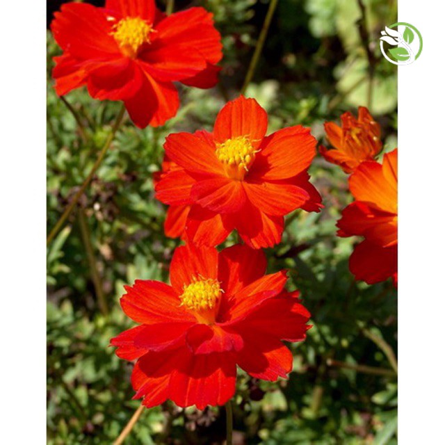 Hạt Giống Hoa Sao Nhái Kép Đỏ 520 Phú Nông - Gói 15 Hạt