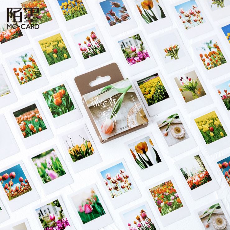 Bộ 46 Sticker Hoa Tulip Hà Lan E57