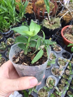 Lan giả hạc daklay ( cốc 2 thân mập ú)