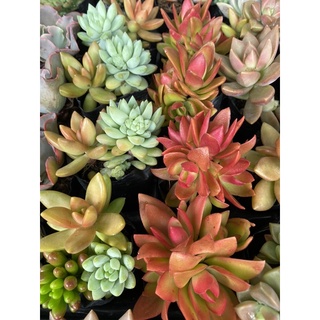 Combo 10 sen đá size nhỏ (size bầu) già cây, lên màu chuẩn