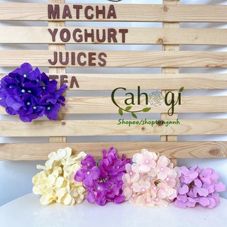 Đầu Bông Cẩm Tú Cầu