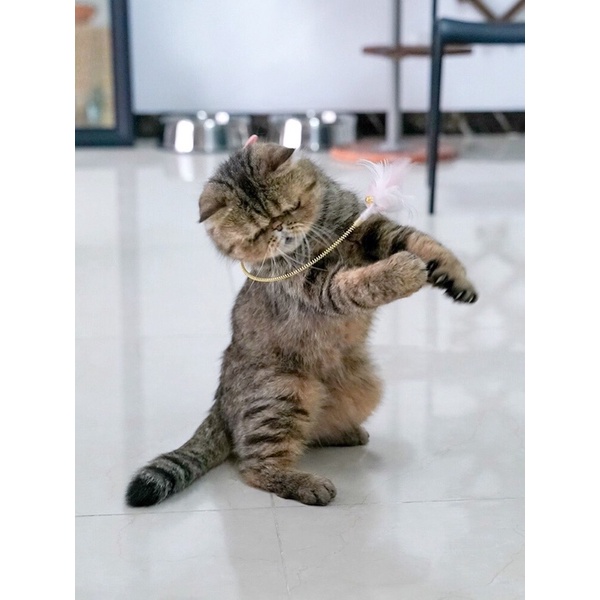 [Petseek cat toy] Cần câu tự chơi cho mèo vui nhộn, vòng đeo cần câu ngộ nghĩnh xinh xắn