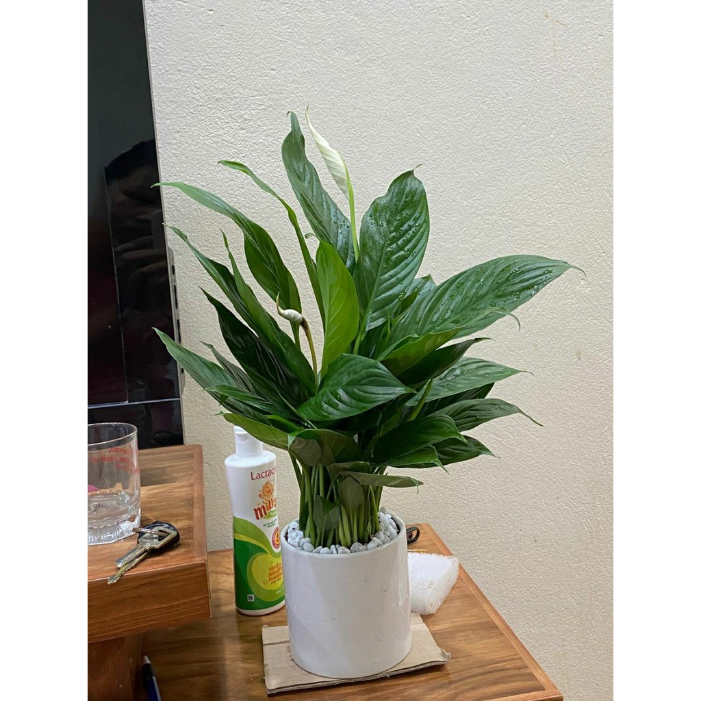 Cây lan ý chậu sứ