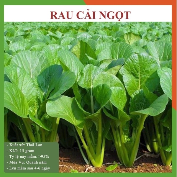 Hạt giống rau cải ngọt cọng xanh cao sản - rau củ quả trồng chậu, sân vườn ban công ngon giòn ngọt 20gr RADO 54