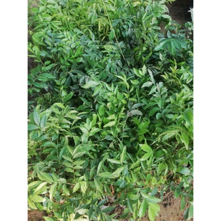 Cây giống mắc mật