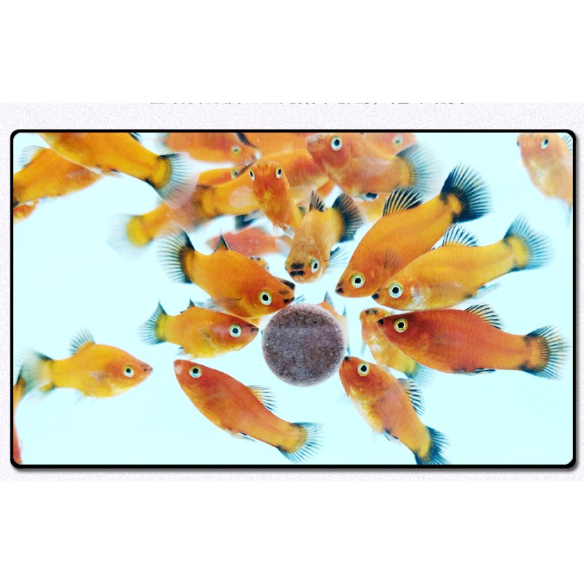 Thức Ăn Dán Spirulina Patch Fish Food ☘ Thức Ăn Tảo Viên Spirulina ☘ Bổ Sung Chất Sơ Và Vitamin Cho Cá Tép Cảnh