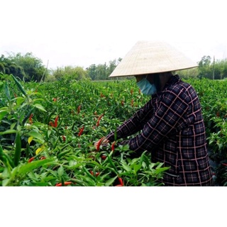 Ớt Đà Lạt tươi, xanh, sạch