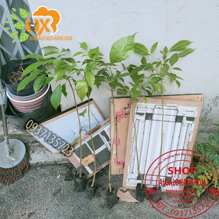 Cây kèn hồng cây giống -combo 5 cây