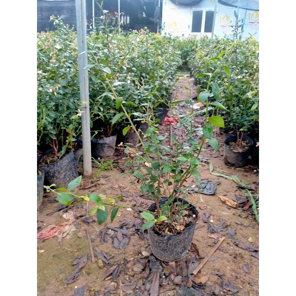 Cây giống việt quất Tặng túi phân