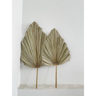 Cành cọ khô [Mici Decor] Size 1M, lá nguyên -  Trang trí nhà cửa, cửa hàng, Chụp ảnh, Phụ kiện trang trí