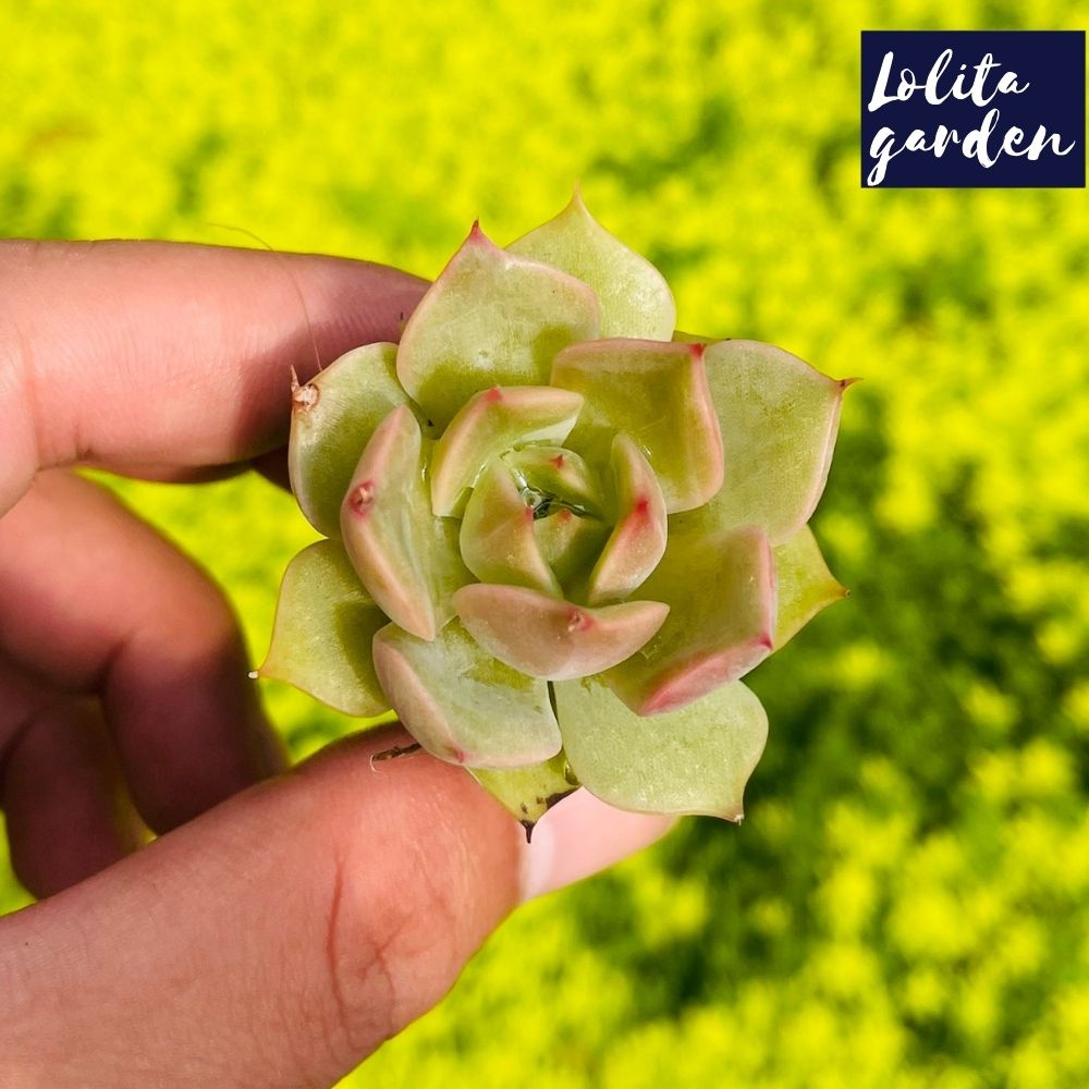 Sen đá đế vương xám Đà Lạt size mini cây cảnh trang trí nhà cửa Lolita garden