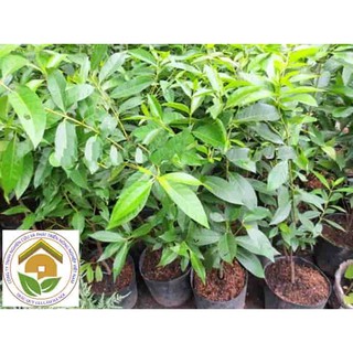 [CÂY GIỐNG] VỐI NẾP