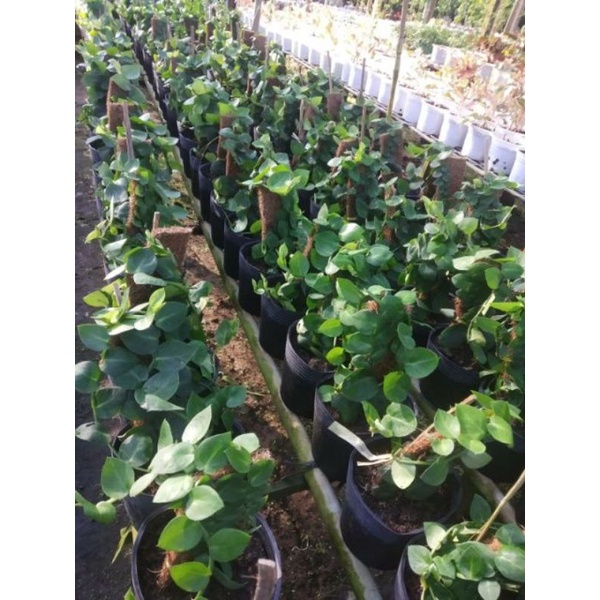 Cây Tắc Kè Leo Tường