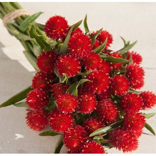 1000 HẠT GIỐNG CÚC BÁCH NHẬT ĐỎ RA HOA  4-5 THÁNG MỚI TÀN