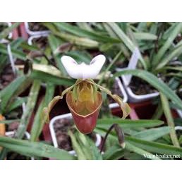 HÀI COOCI RỪNG NGHỆ AN