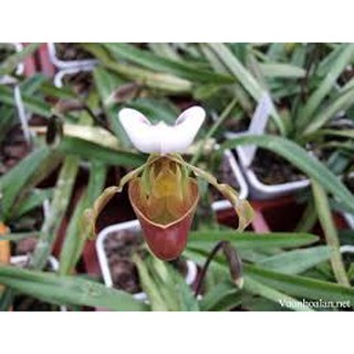 HÀI COOCI RỪNG NGHỆ AN