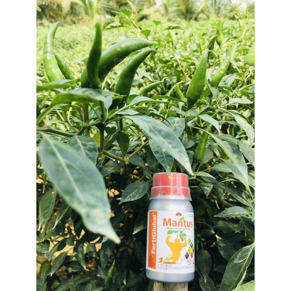 MANTUS - Phân bón Đồng sinh học  - Nhân sâm cho cây trồng 100ml