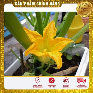 Bộ gói hạt giống bí ngòi vàng