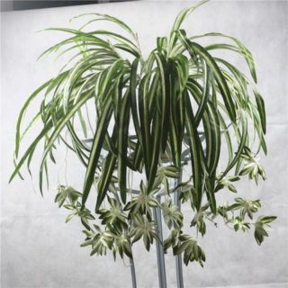 1 cụm điểm tóc tiên rủ trang trí tường