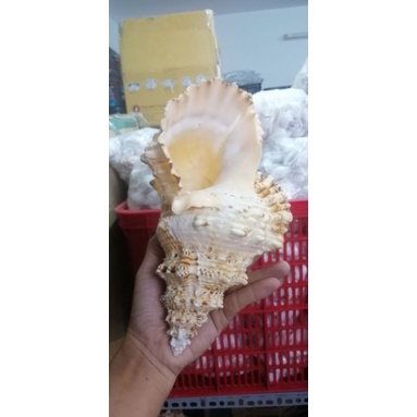 VỎ ỐC BIỂN. VỎ ỐC TÙ VÀ GAI SƯU TẬP, TRƯNG BẦY TRANG TRÍ NHÀ CỬA, HỒ CÁ, TIỂU CẢNH MÔ HÌNH