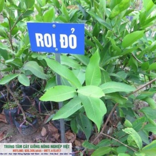 Cây Giống Roi Đỏ Thái Lan .