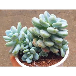 Sen đá Sỏi Thiên Thanh - Hư 1 đổi 1- Cây cảnh trang trí- HOA ĐÁ shop