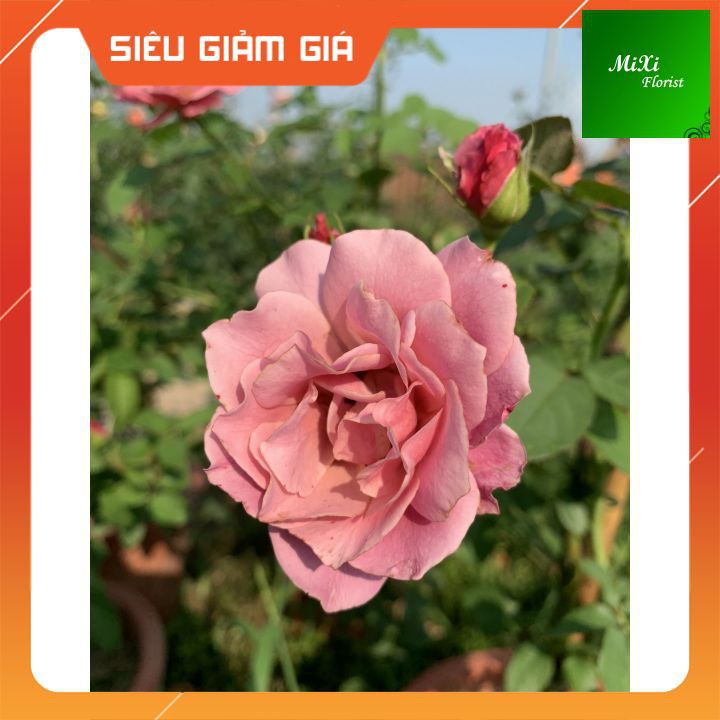 [HOT] Cây Hoa hồng Nhật AOI Rose Mệnh Danh là Thiếu Nữ Nhật Bản Diện Bộ Vẻ đẹp tuyệt vời,Cây hoa hồng AOI