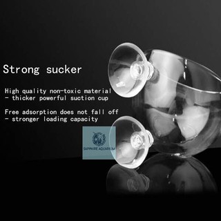 Cốc trồng cây thủy sinh chất liệu thủy tinh