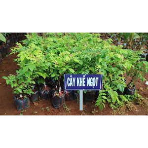 Cây Giống Khế ngọt THÁI LAN - GIỐNG MỚI