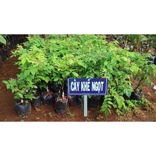 Cây giống khế ngọt cây ghép nhanh có quả