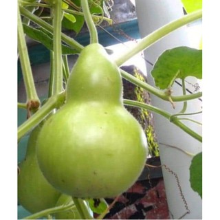 Hạt giống bầu Hồ lô to - Gói 5 hạt