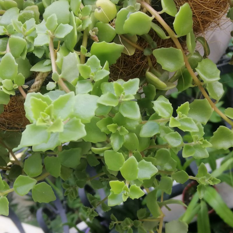 Cây vảy rồng