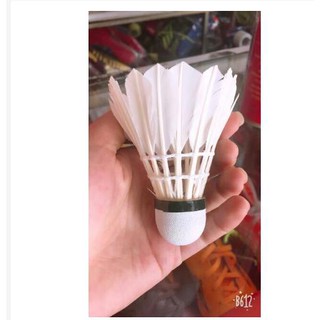Cầu Lông Hải Âu