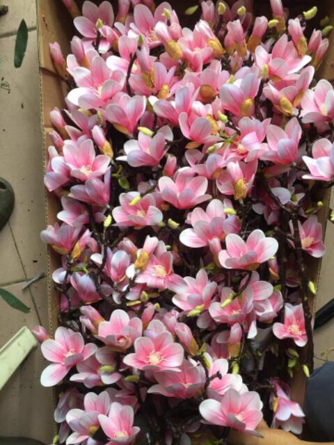 Cành Mộc Lan cổ 60cm - HN