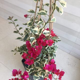 Cây 🌲 Giấy Cẩm Thach đỏ ( siêu hoa)