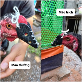 Bịt Mỏ Cho Gà Chọi