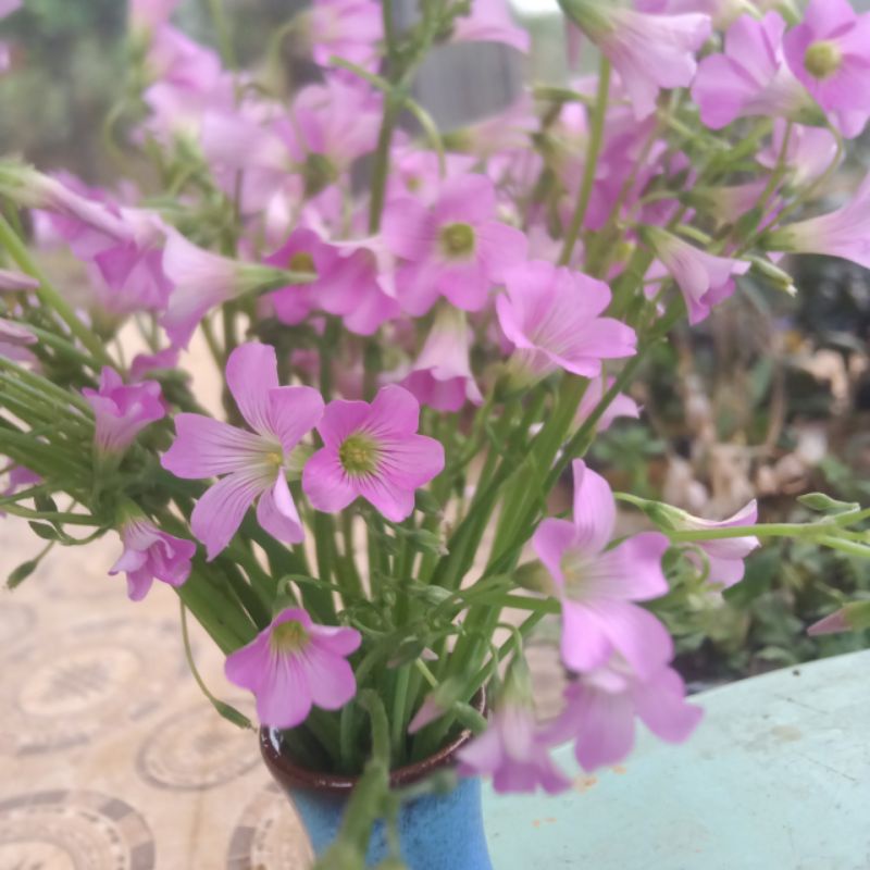 củ hoa may mắn ba lá,chua me đất