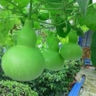 Hạt giống - cây giống bầu hồ lô