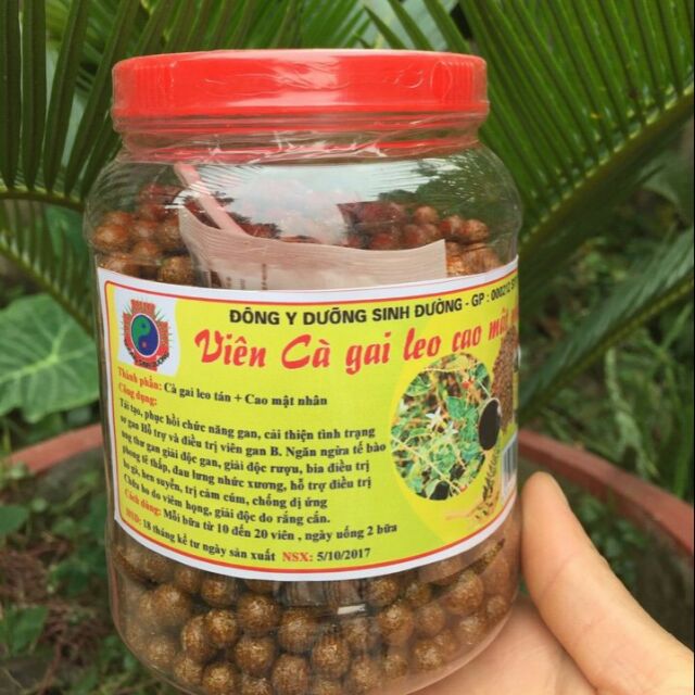 Viên cà gai leo mật nhân
